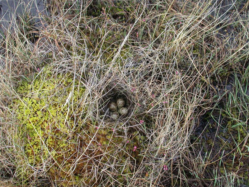 Гнездо бекаса на северной косе залива Чайво, 24 июня 2004 года