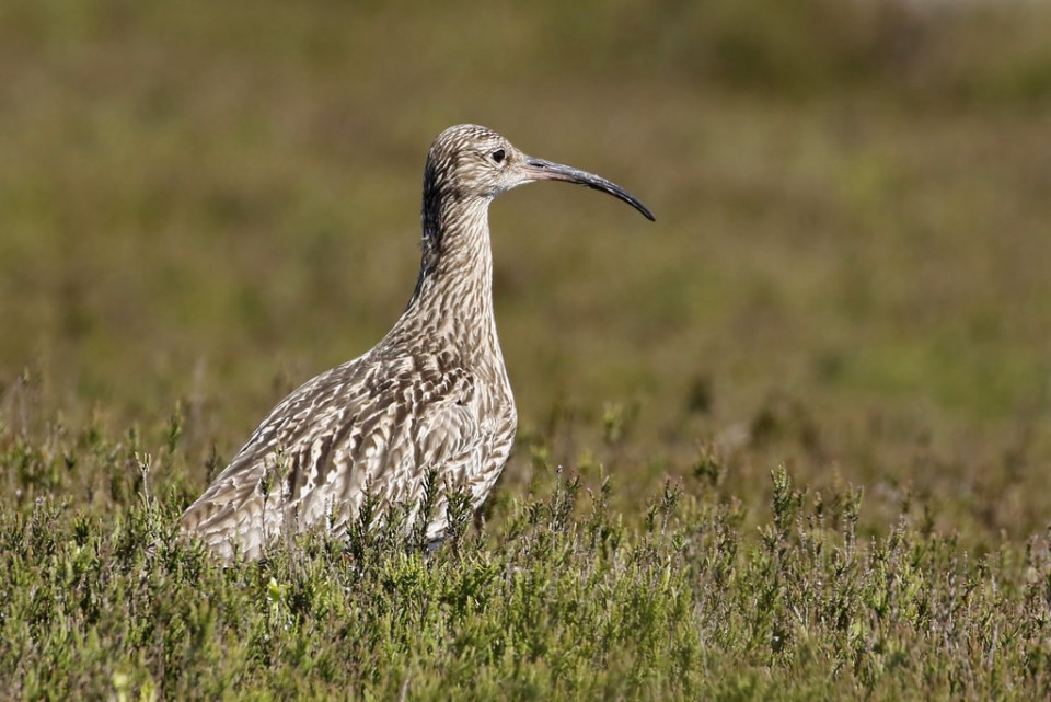 Большой кроншнеп — Numenius arquata orientalis