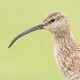 Средний кроншнеп — Numenius phaeopus variegatus