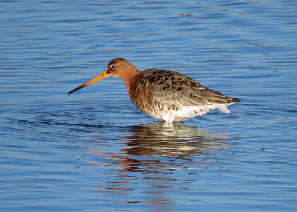 Большой веретенник — Limosa limosa melanuroides