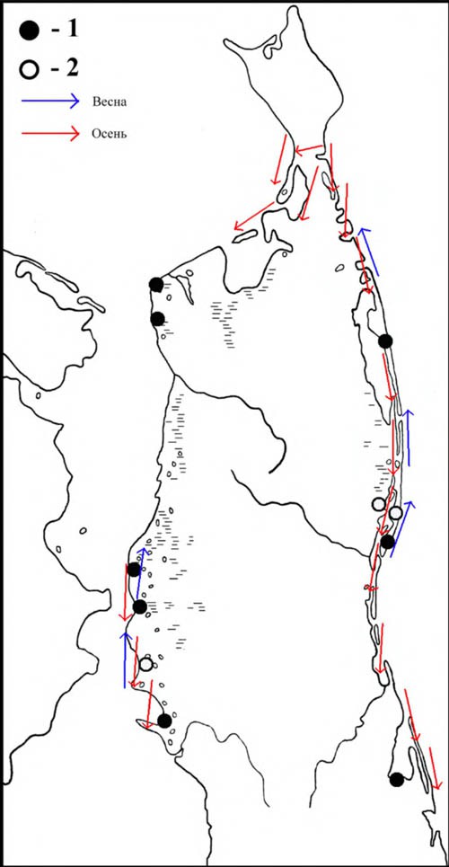 Места находок гнёзд и выводков больших веретенников (1), встречи токующих птиц (2), а также направления перемещений в период сезонных миграций на Северном Сахалине