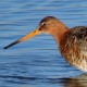 Большой веретенник — Limosa limosa melanuroides