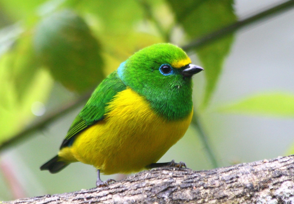 Зелёный органист (Chlorophonia cyanea)