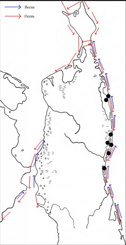 Места расположения колоний озёрной чайки на Северном Сахалине, а также направления её перемещений в период сезонных миграций