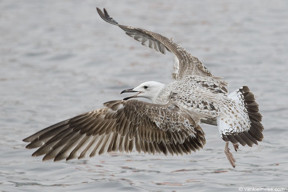 Хохотунья — Larus cachinnans mongolicus