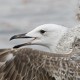 Хохотунья — Larus cachinnans mongolicus