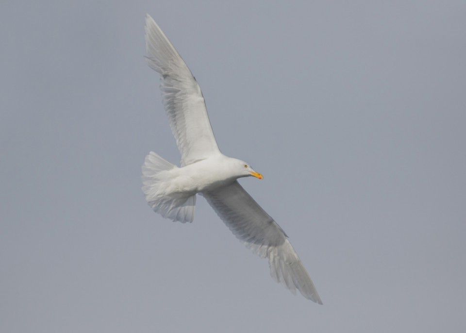 Бургомистр — Larus hyperboreus pallidissimus