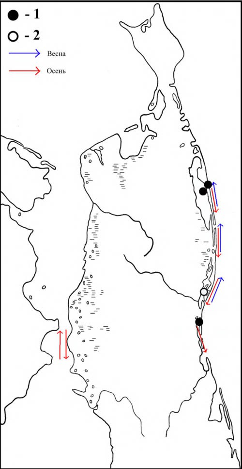 Места расположения колоний чернохвостой чайки на Северном Сахалине и направления её перемещений в период сезонных миграций