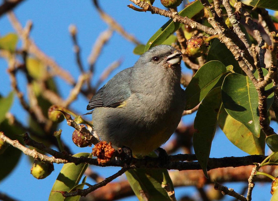 Ямайская эуфония (Euphonia Jamaica)