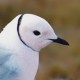 Розовая чайка — Rhodostethia rosea
