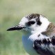 Белокрылая крачка — Chlidonias leucopterus