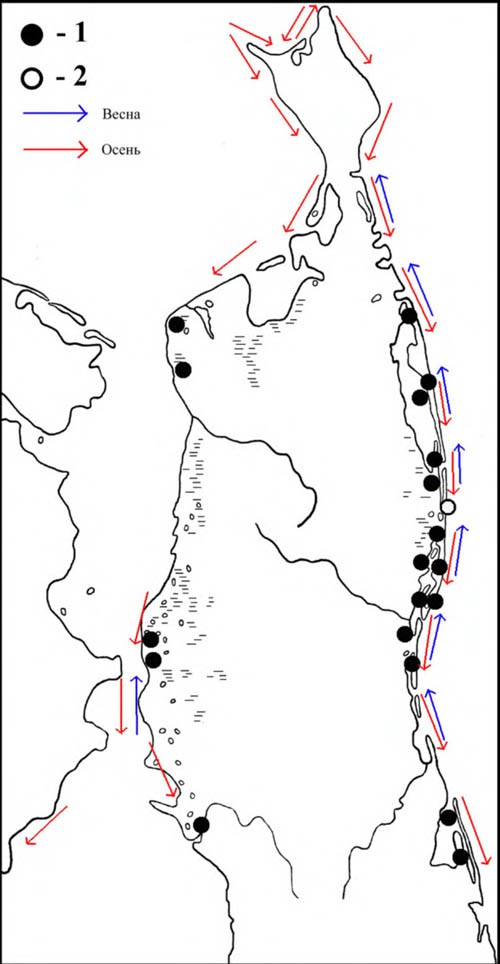 Места расположения колоний речной крачки (1) и встречи полярной крачки (2) на Северном Сахалине и направления сезонных перемещений речной крачки