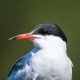 Речная крачка — Sterna hirundo longipennis