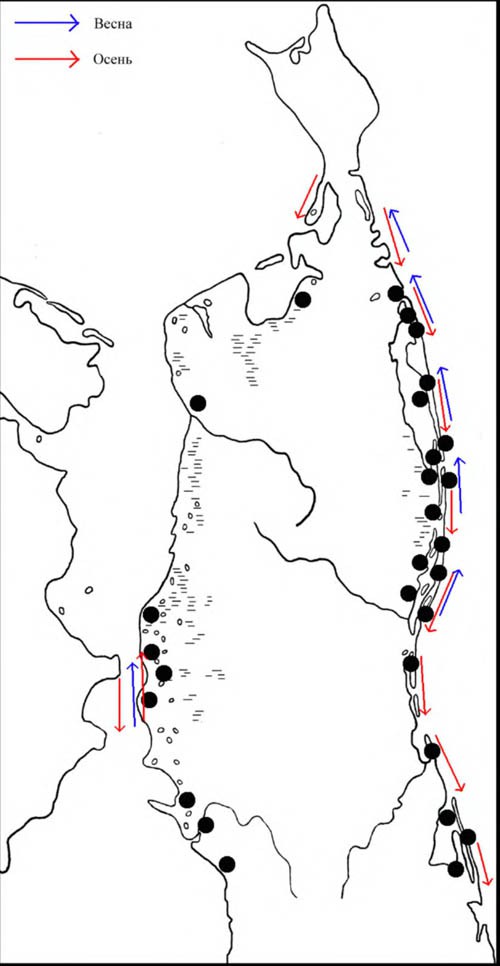 Места расположения колоний камчатской крачки на Северном Сахалине и направления её сезонных перемещений