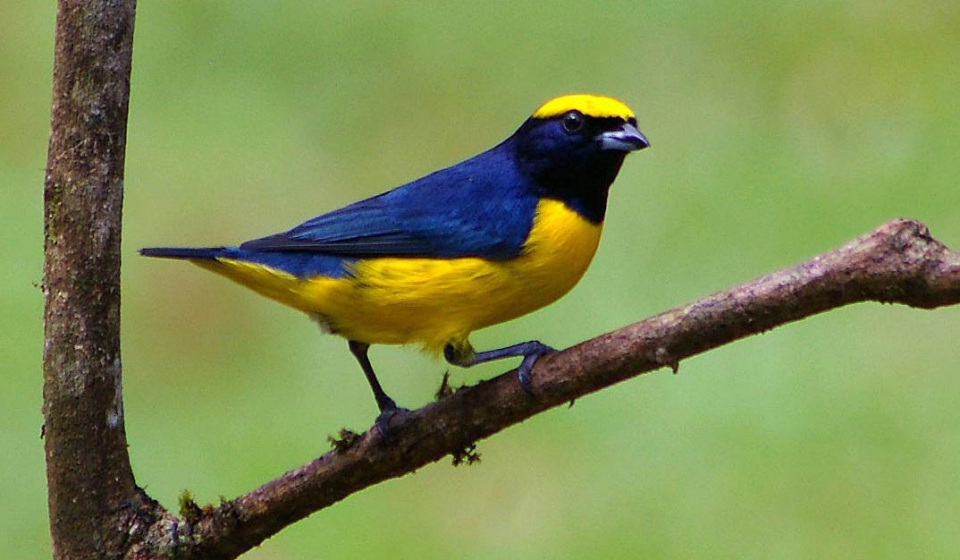 Желтошапочная эуфония (Euphonia luteicapilla)