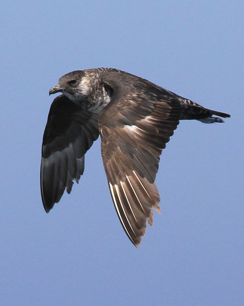 Средний поморник — Stercorarius pomarinus