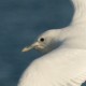 Белая чайка — Pagophila eburnea