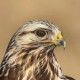 Мохноногий канюк — Buteo lagopus