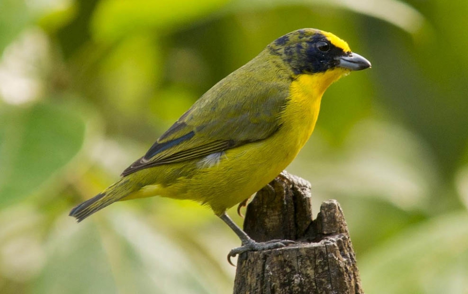 Толстоклювая эуфония (Euphonia laniirostris)