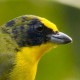 Толстоклювая эуфония (Euphonia laniirostris)