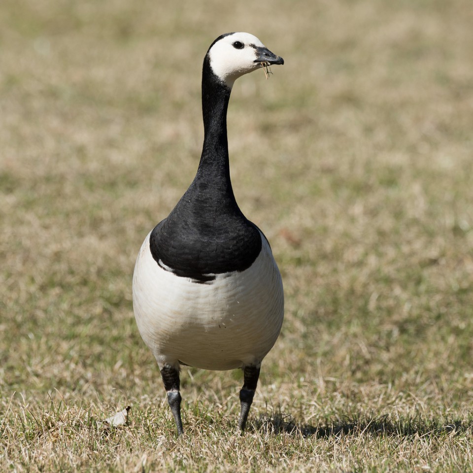 Белощёкая казарка — Branta leucopsis