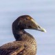 Обыкновенная гага — Somateria mollissima