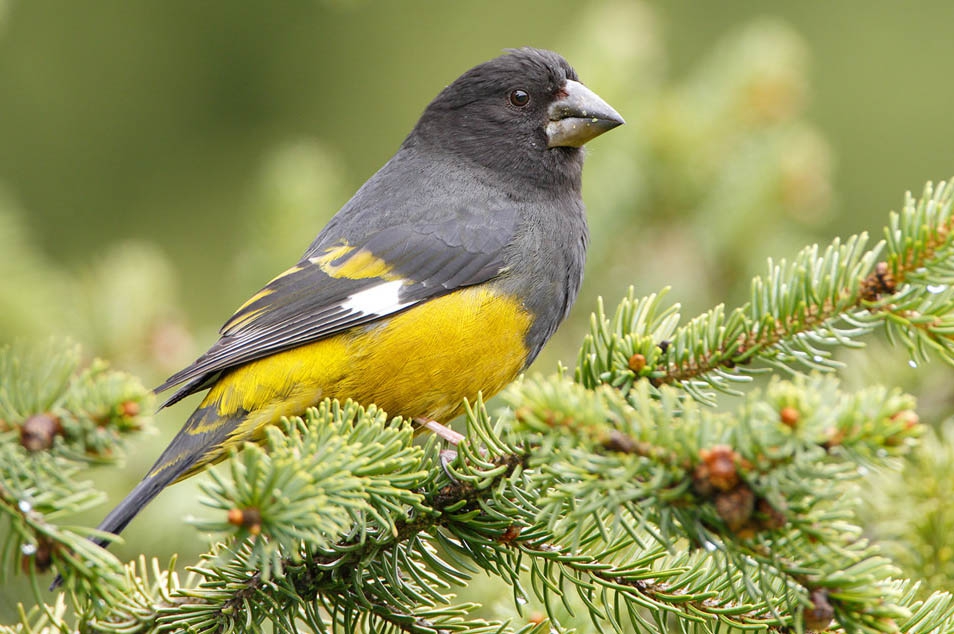 Арчовый дубонос (Mycerobas carnipes)