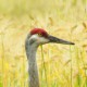 Канадский журавль — Grus canadensis