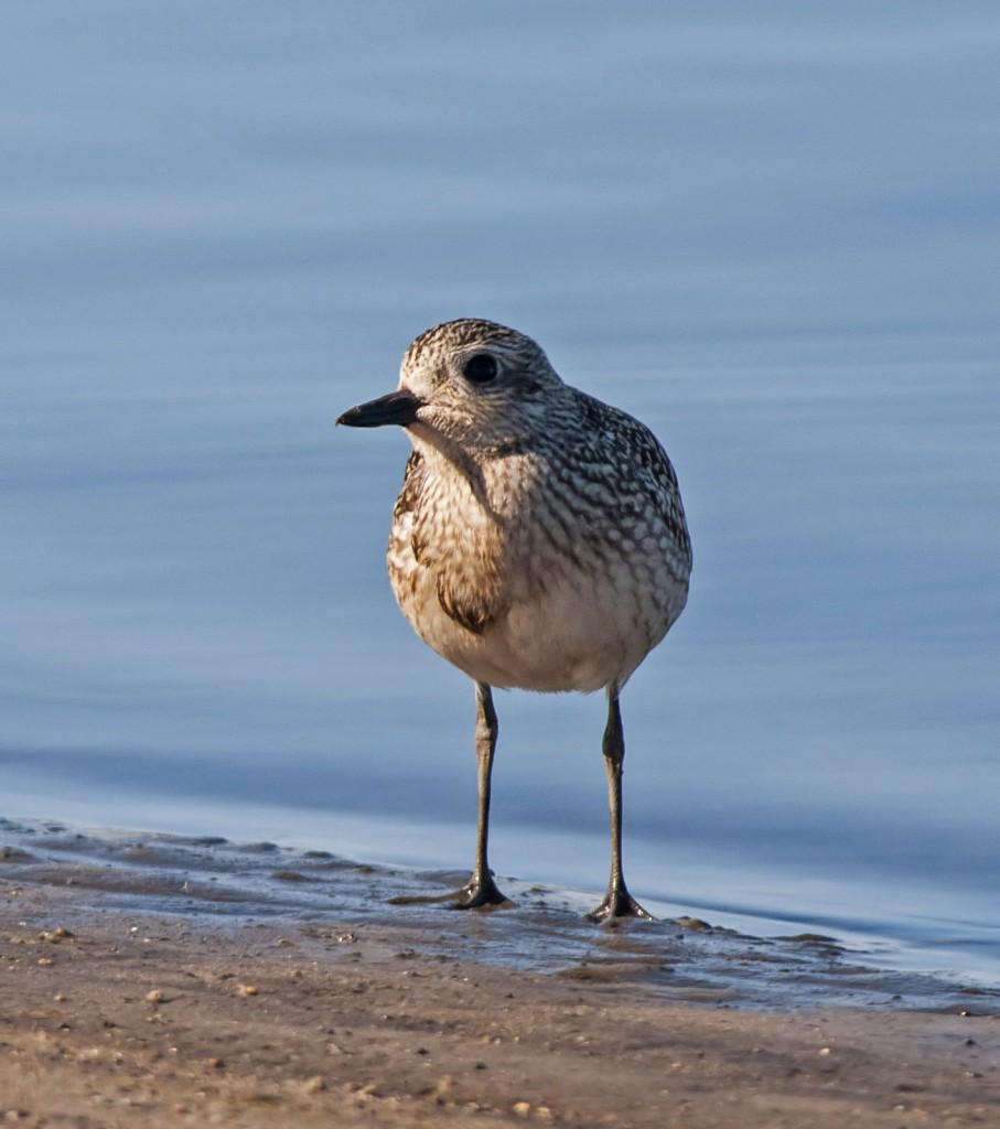 Тулес — Squatarola squatarola