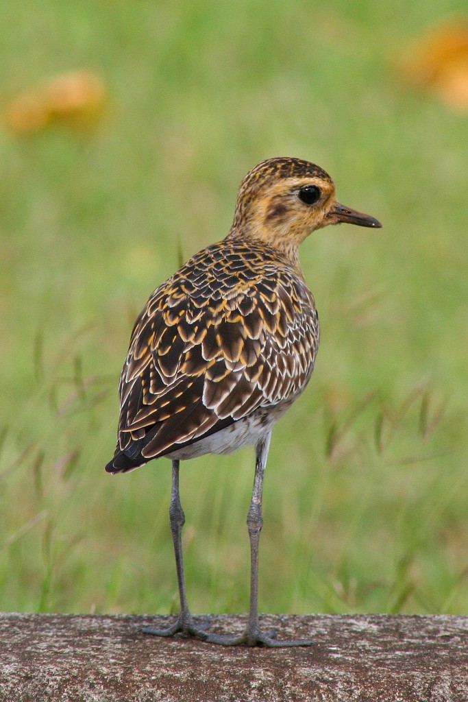 Бурокрылая ржанка — Charadrius dominicus