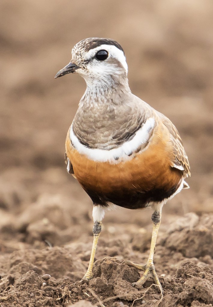 Хрустан — Charadrius morinellus