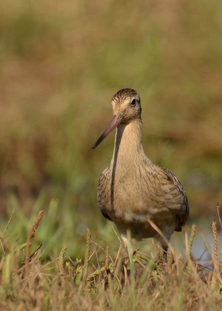 Малый веретенник — Limosa lapponica