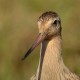 Малый веретенник — Limosa lapponica