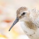 Чернозобик — Calidris alpina