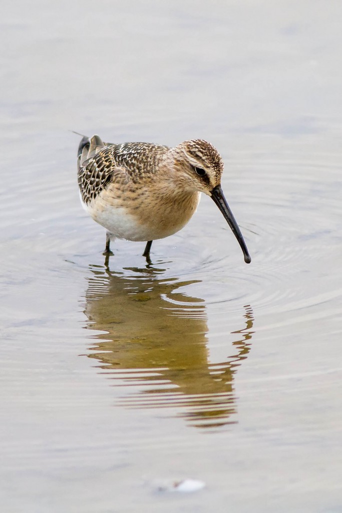 Краснозобик — Calidris testacea