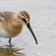 Краснозобик — Calidris testacea