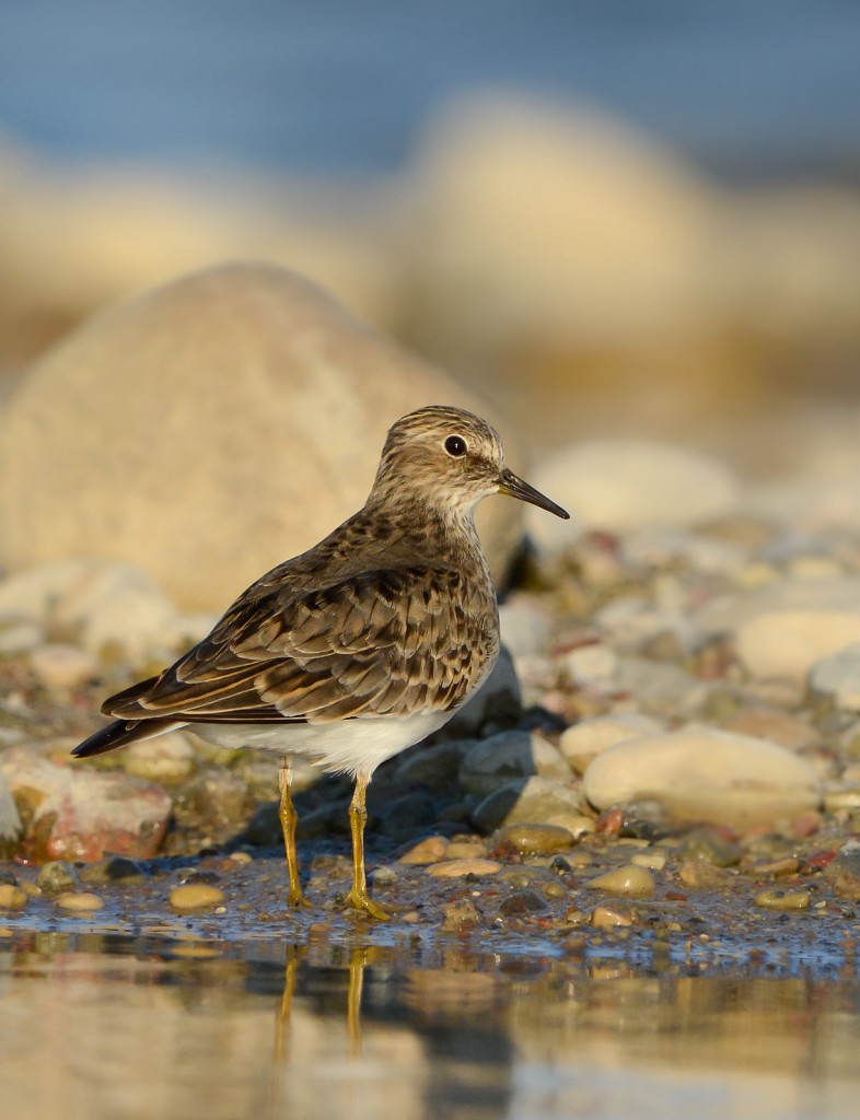 Белохвостый песочник — Calidris temminckii