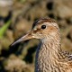 Кулик-дутыш — Calidris melanotos