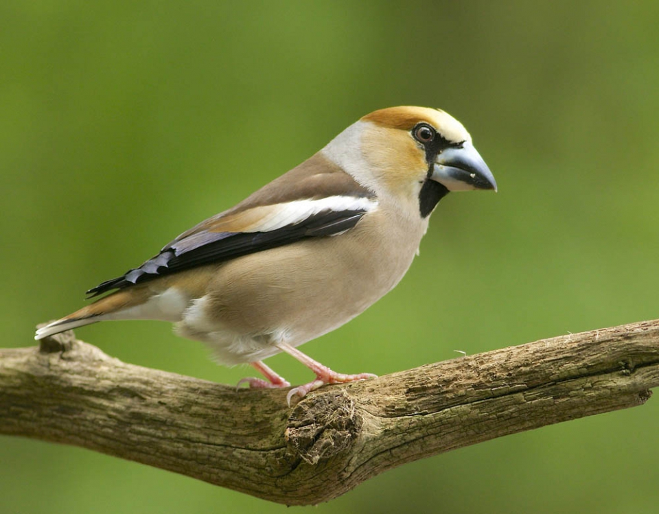 Обыкновенный дубонос (Coccothraustes coccothraustes)