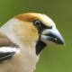 Обыкновенный дубонос (Coccothraustes coccothraustes)