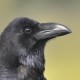 Ворон — Corvus corax