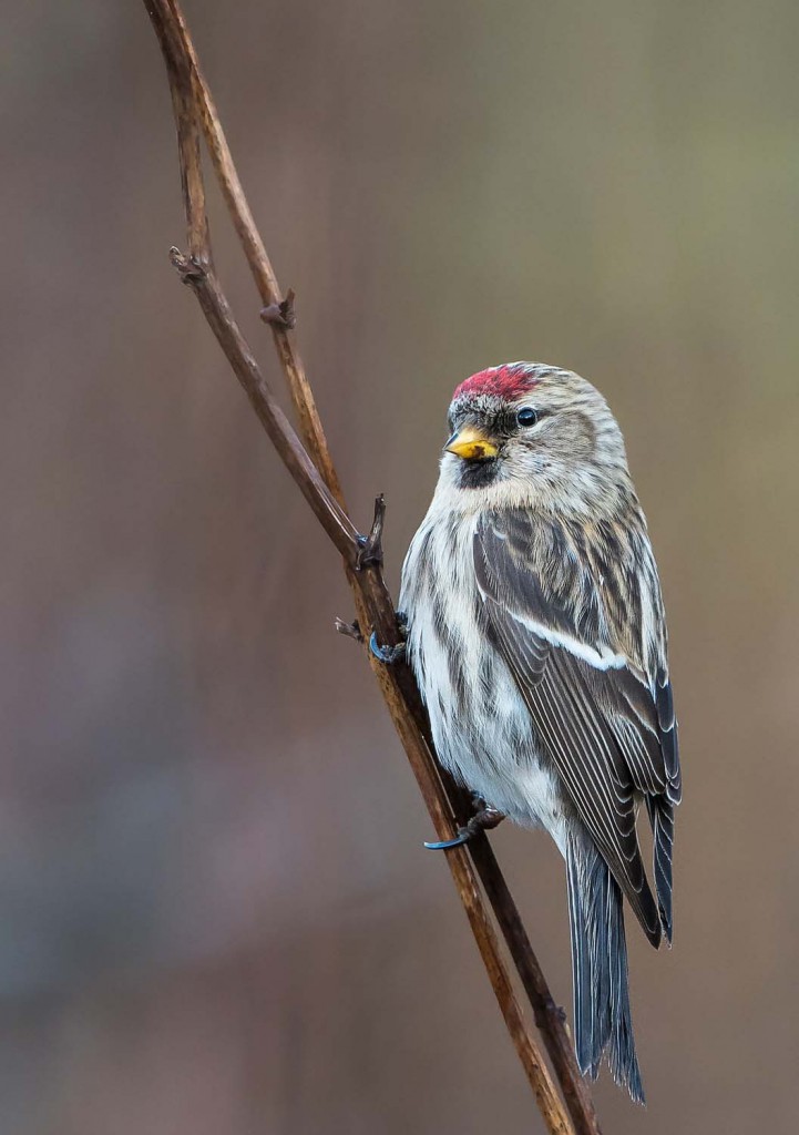 Чечётка — Carduelis flammea