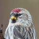 Чечётка — Carduelis flammea