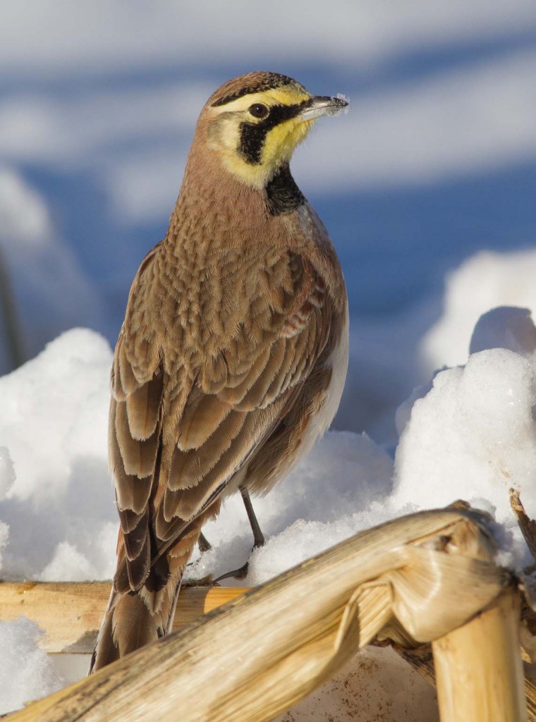 Рогатый жаворонок — Eremophila alpestris