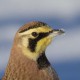 Рогатый жаворонок — Eremophila alpestris