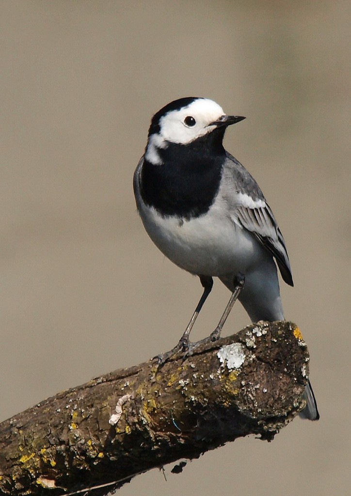 Белая трясогузка — Motacilla alba