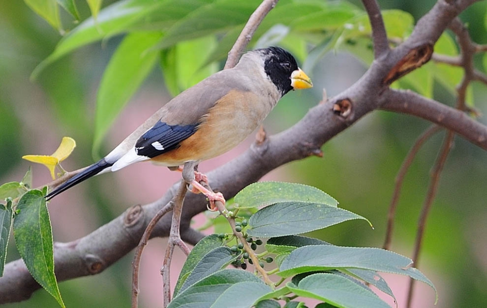 Малый черноголовый дубонос (Eophona migratoria)