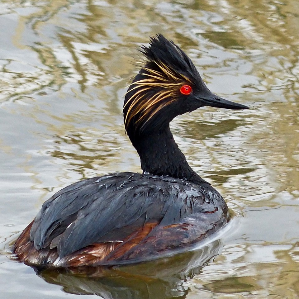 Черношейная поганка — Podiceps nigricollis