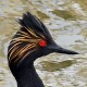 Черношейная поганка — Podiceps nigricollis