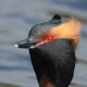 Красношейная поганка — Podiceps auritus
